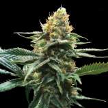 DNA Genetics Seeds Sour Sorbet