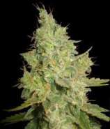 Delicious Seeds Critical Kali Mist