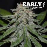 Delicious Seeds Critical Neville Haze Early Version