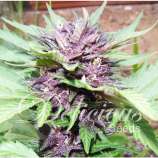 Delicious Seeds Jota Mayúscula Purple Auto