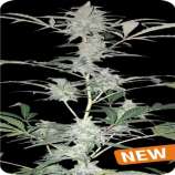 Dispensario Seeds Auto Hashplant XXL