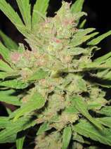 Dizzy Duck Seeds Critical Dynamite