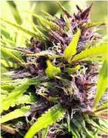 Dr. Hemps Seeds Purple Wizard