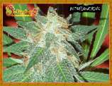 Dr. Krippling Seeds Jumping Black Dash