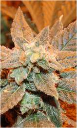 Dready Seeds White Jack