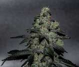 Drohammad Seeds Vibranium