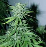 Dutchgrown Seeds Thai Dragon 99