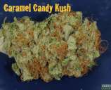 Dynasty Seeds Caramel Candy Kush