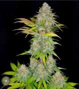 Dynasty Seeds Huckleberry Punch