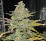 Elev8 Seeds Green Crack