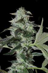 Elev8 Seeds Sherbet Cake