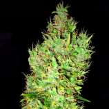 Emerald Triangle OG Critical