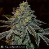 Envy Genetics El Sol