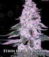 Ethos Genetics Ethos Hashplant