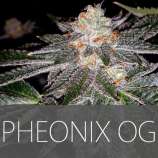 Exclusive Seeds Phoenix OG