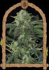 Exotic Seed Jungle Fever Auto