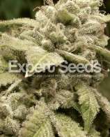 Expert Seeds Gorrila Glue #4 x White Widow