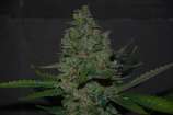 Expert Seeds Maple Leaf x Black Domina