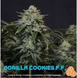 Fast Buds Company Gorilla Cookies FF