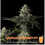 Fast Buds Company Orange Sherbet FF