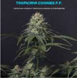 Fast Buds Company Tropicana Cookies FF