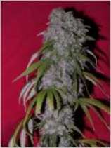 Female Seeds Nevills Haze Hybrid