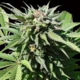 Finest Medicinal Seeds Medifem SS