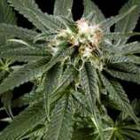 Finest Medicinal Seeds Peace Maker