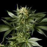 Finest Medicinal Seeds White Widow