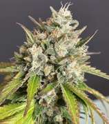 Freak Genetics Cherry Cool-Aid