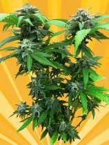 Freedom of Seeds Chunky Skunk