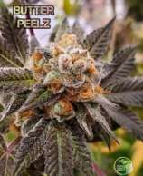 Fresh Coast Seed Company Butter Peelz