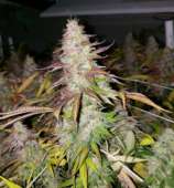 Full Moon Genetics Lemon Ozium