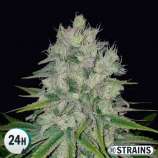 GB Strains Auto Pluto