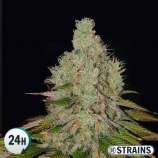 GB Strains Auto Tropicanna Cookies XXL