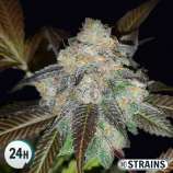 GB Strains Harlequin CBD