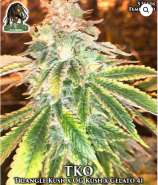 Ganja Farmer Seed Company TKO