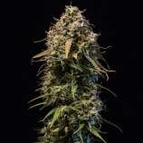 Ganja Farmer Seeds Blue Dream Auto