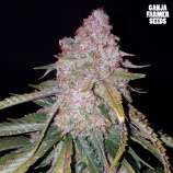 Ganja Farmer Seeds Ganja Skunk Auto