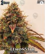 Gas Reaper Genetics Lemon Star