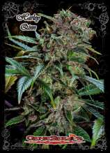 GeneSeeds Bank Harley Qinn