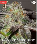 GibbsKutz Genetics Conrad’s Prodigy