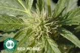 Good House Seeds Red Horse