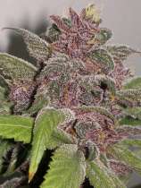 Gooey Breeder Seeds Purple Mayhem