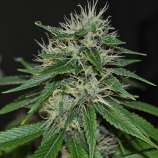 Gorrilla Grower Seeds ECSD x Tres Double Underdawg