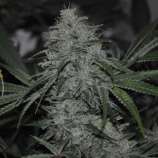 Gorrilla Grower Seeds East Coast Aliendawg