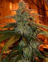 GreenFire Genetics Columbian Chem Fruit