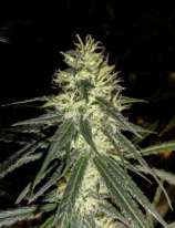 GreenLabel Seeds Amnesia