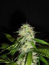 GreenLabel Seeds Lemon Bud