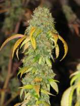 GreenMan Organic Seeds Avalanche